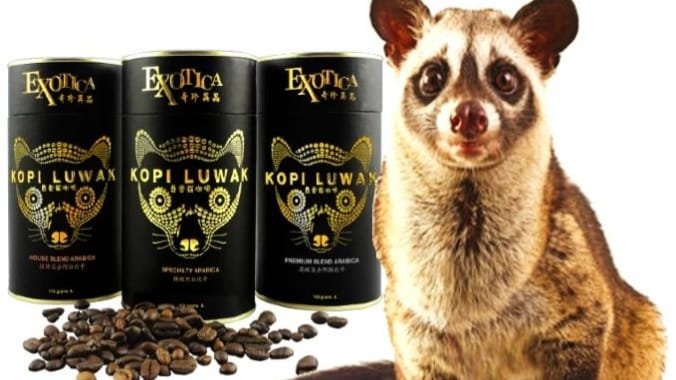 Bagaimana Hukum Kopi Luwak dalam Islam? Bagaimana Hukum Kopi Luwak dalam Islam?