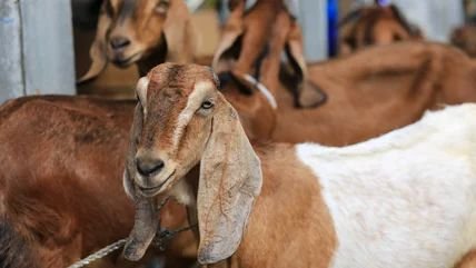 Patungan Kurban Kambing Satu Kelas, Sahkah? Patungan Kurban Kambing Satu Kelas, Sahkah?